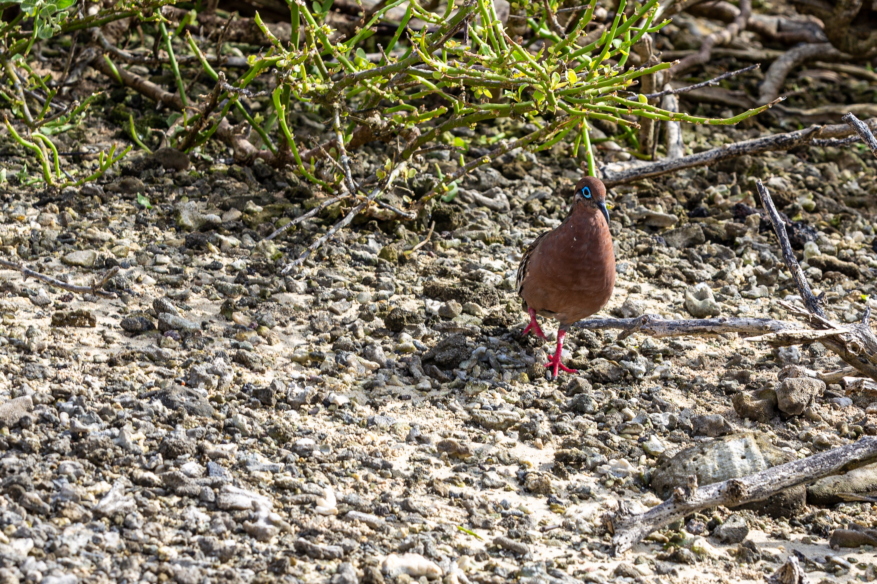 Reddish-brown dove with a blue eye ring and red legs walking on pebbly ground